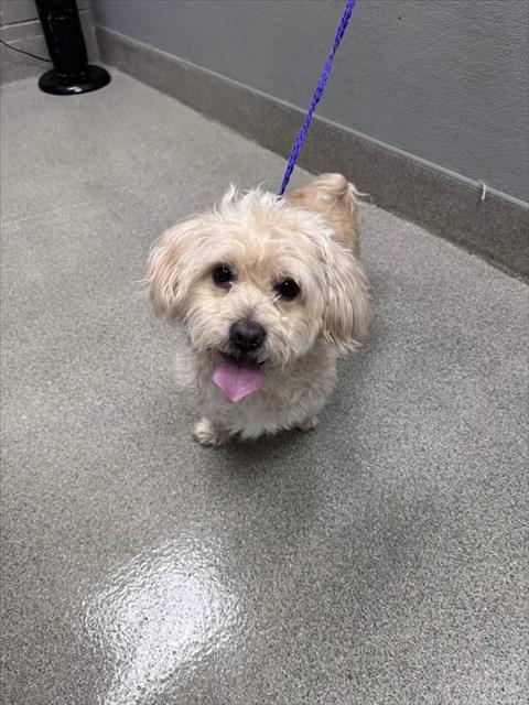 Shelter Stray Male Dog last seen N EASTERN AVE | SEARLES AVE, 655 N Mojave Rd, Las Vegas, NV 89101, USA