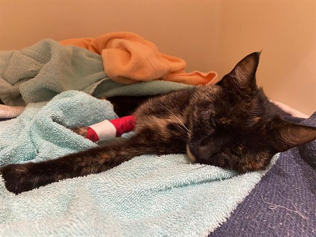 Shelter Stray Female Cat last seen Near BLOCK N 29TH ST, 3839 W Burnham St, West Milwaukee, WI 53215, USA