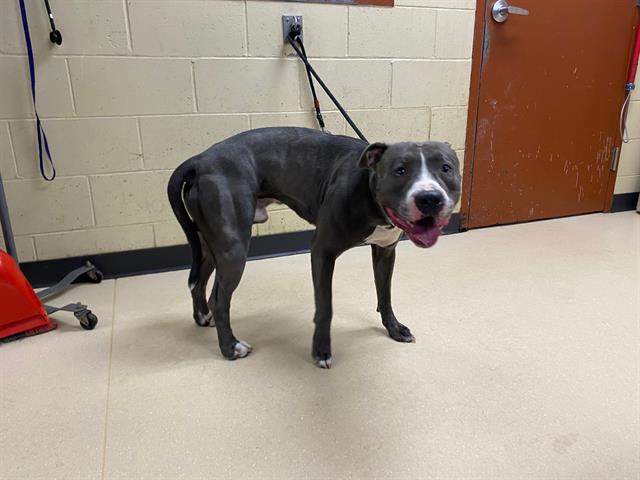 Shelter Stray Male Dog last seen Near BLOCK W ORCHARD ST, 3839 W Burnham St, West Milwaukee, WI 53215, USA