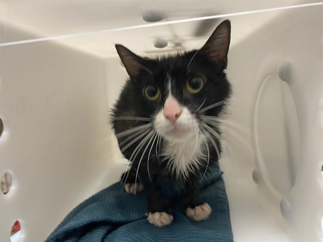 Shelter Stray Male Cat last seen Near BLOCK S 102ND ST, 3839 W Burnham St, West Milwaukee, WI 53215, USA