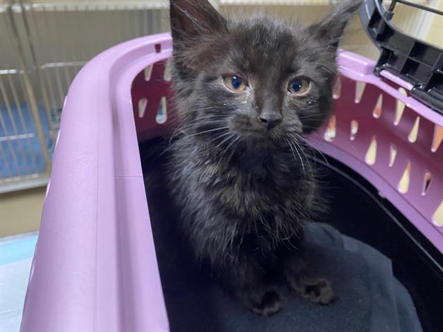 Shelter Stray Female Cat last seen NEAR HWY 100/GREENFIELD AVE WEST ALLIS, 3839 W Burnham St, West Milwaukee, WI 53215, USA