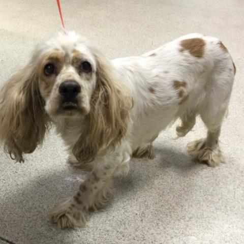 Shelter Stray Male Dog last seen Near BLOCK STEVE ST, JURUPA VALLEY, CA, 6851 Van Buren Boulevard, Jurupa Valley, CA 92509, USA