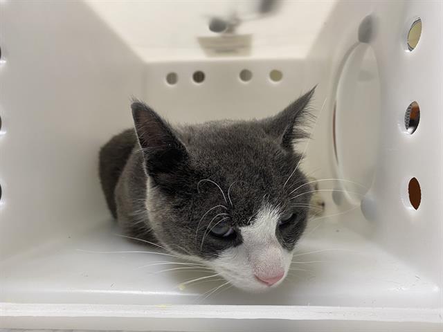Shelter Stray Male Cat last seen Near BLOCK W MEDFORD AVE, 3839 W Burnham St, West Milwaukee, WI 53215, USA