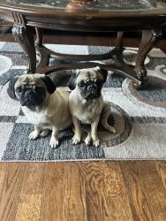 Lost Female Dog last seen Blue ridge / Michigan south Kansas City, Kansas City, MO 64145