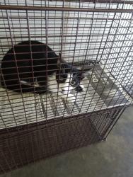 Shelter Stray Unknown Cat last seen , 1850 W 60th St, Los Angeles, CA 90047, USA