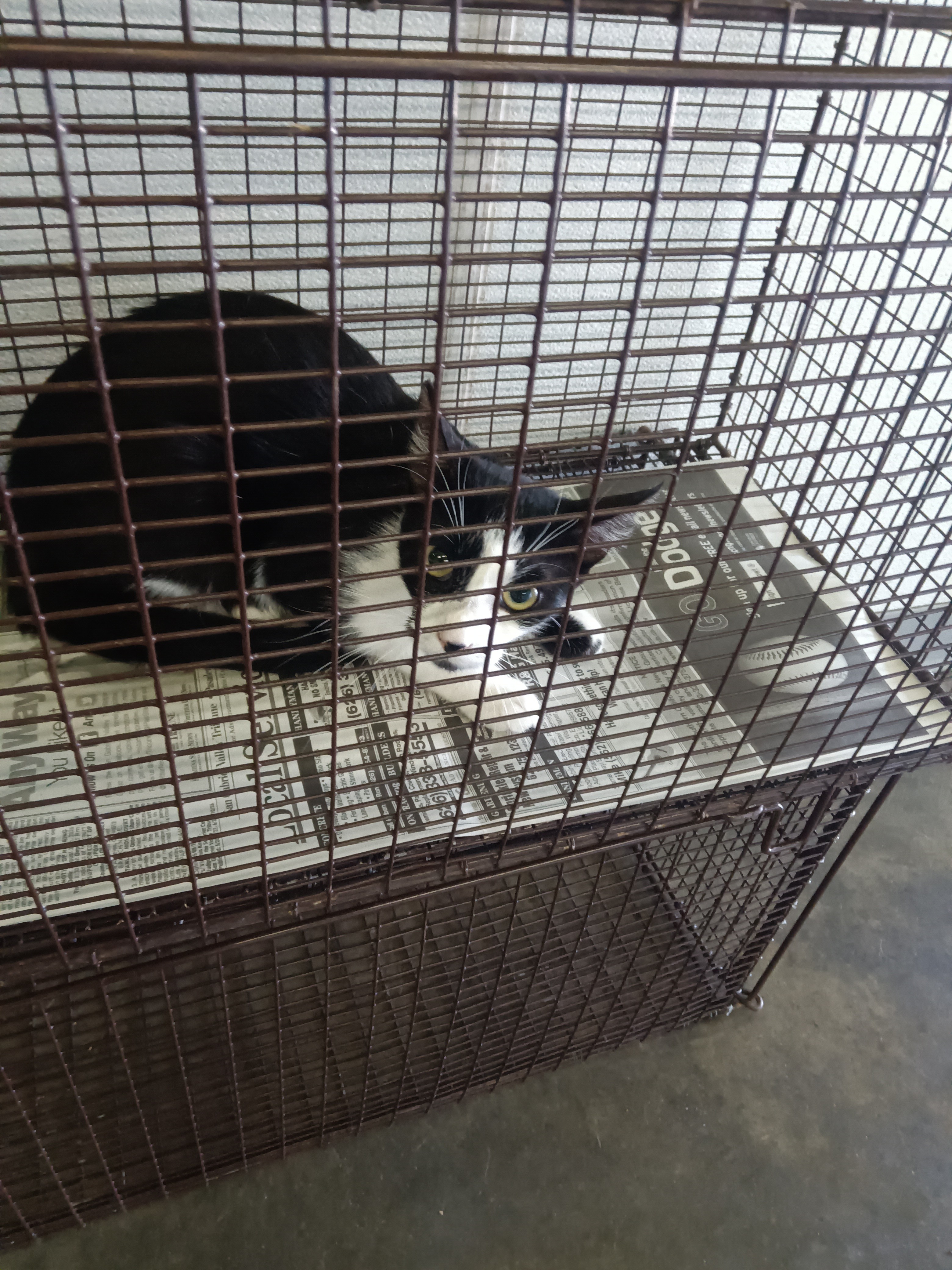 Shelter Stray Unknown Cat last seen , 1850 W 60th St, Los Angeles, CA 90047, USA