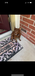 Found/Stray Unknown Dog last seen Enchanted Rock Lane and Preserve Lane, Missouri City, TX 77459