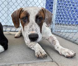 Shelter Stray Male Dog last seen Near BLOCK BRENTWOOD DR, BAKERSFIELD CA 93306, 3951 Fruitvale Ave, Bakersfield, CA 93308, USA