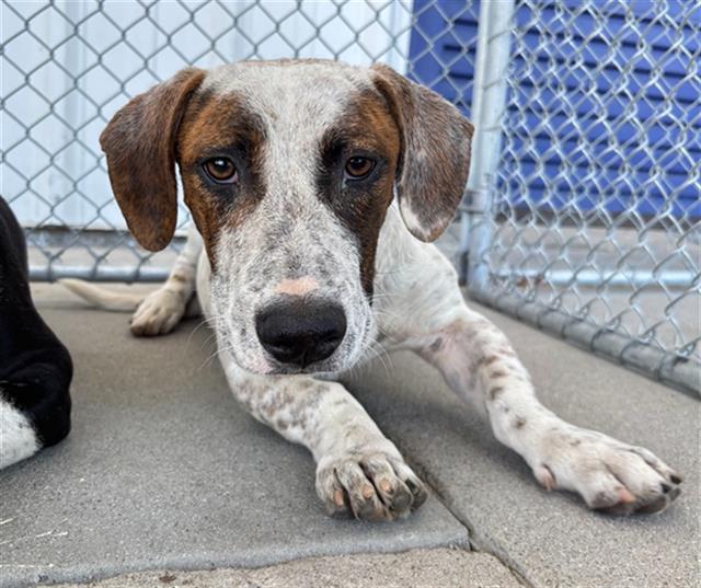 Shelter Stray Male Dog last seen Near BLOCK BRENTWOOD DR, BAKERSFIELD CA 93306, 3951 Fruitvale Ave, Bakersfield, CA 93308, USA