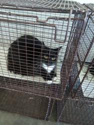 Shelter Stray Unknown Cat last seen , 1850 W 60th St, Los Angeles, CA 90047, USA