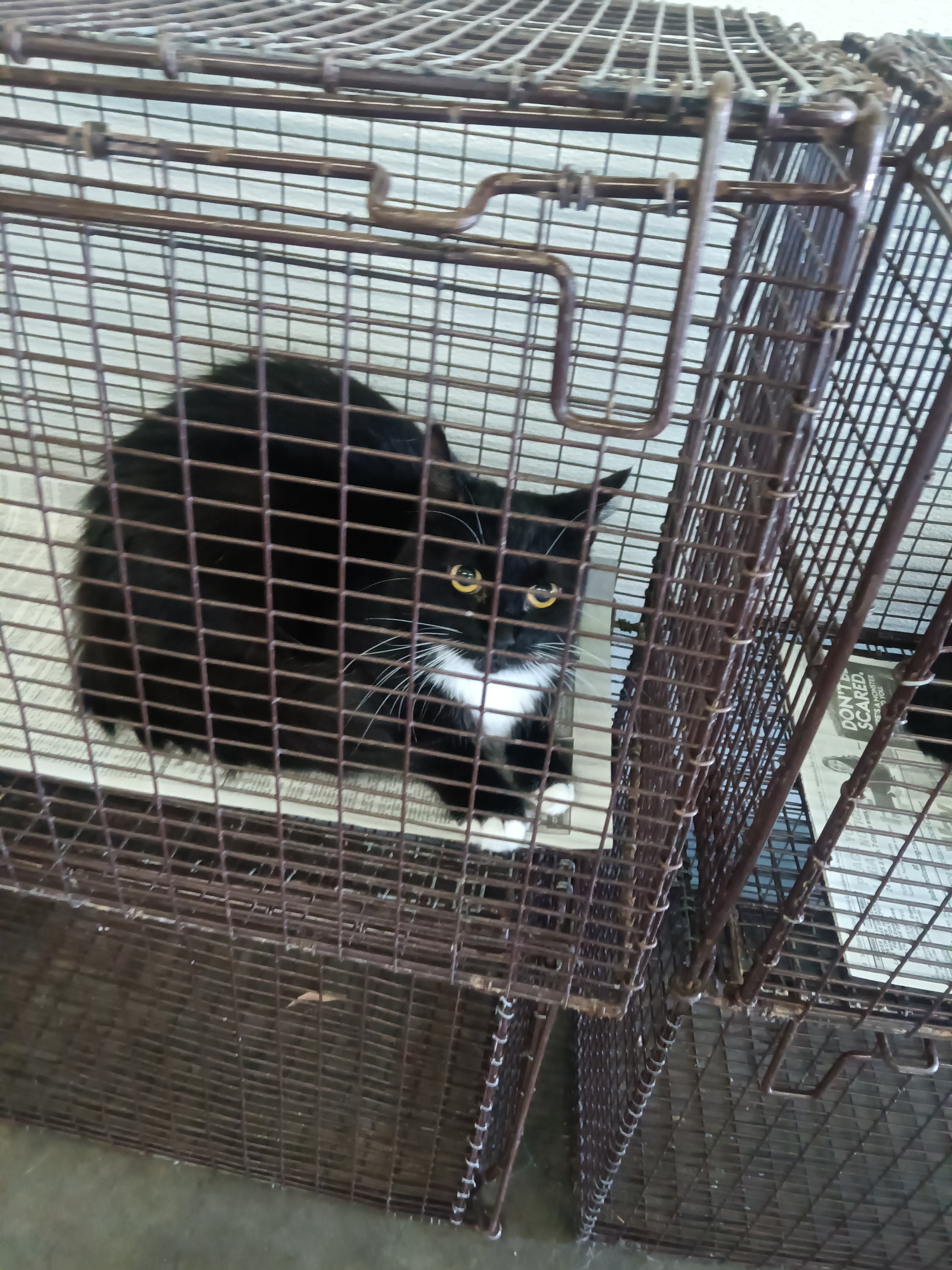 Shelter Stray Female Cat last seen , 1850 W 60th St, Los Angeles, CA 90047, USA