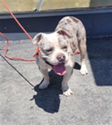 Shelter Stray Male Dog last seen , 1850 W 60th St, Los Angeles, CA 90047, USA
