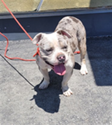 Shelter Stray Male Dog last seen , 1850 W 60th St, Los Angeles, CA 90047, USA