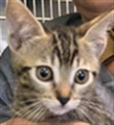 Shelter Stray Unknown Cat last seen , 1850 W 60th St, Los Angeles, CA 90047, USA