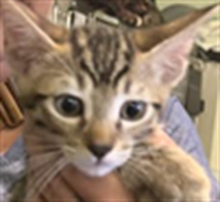 Shelter Stray Female Cat last seen , 1850 W 60th St, Los Angeles, CA 90047, USA