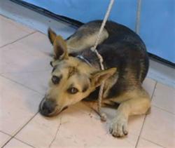Shelter Stray Female Dog last seen , 216 W Victoria St, Gardena, CA 90248, USA