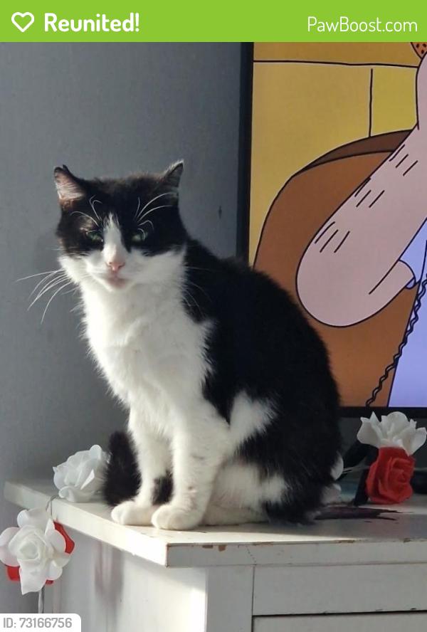 Reunited Female Cat last seen Bradford Road/ Cross Bank, West Yorkshire, England 