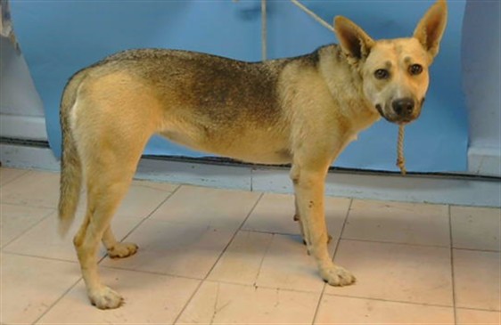Shelter Stray Female Dog last seen , 216 W Victoria St, Gardena, CA 90248, USA