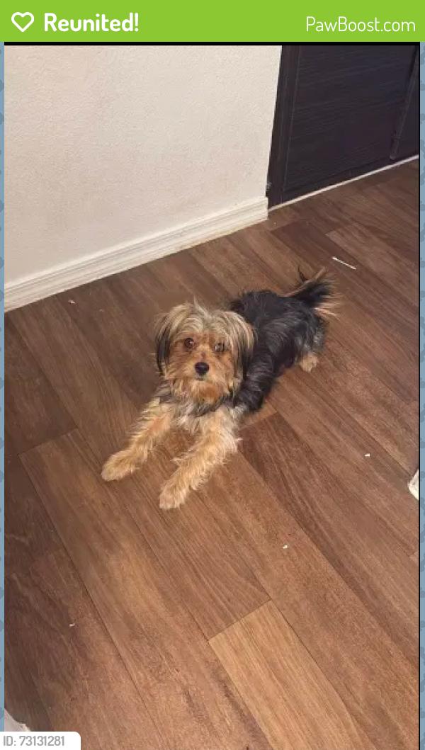 Reunited Male Dog last seen Sunrise Manor, NV 89115, Sunrise Manor, NV 89115