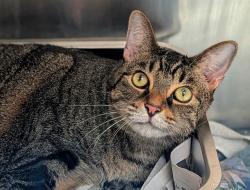 Shelter Stray Female Cat last seen Near BLOCK ARUBA WY, COCONUT CREEK FL 33066, 2400 SW 42nd St, Fort Lauderdale, FL 33312, USA
