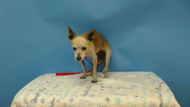 Shelter Stray Male Dog last seen , 216 W Victoria St, Gardena, CA 90248, USA