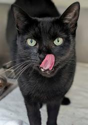 Shelter Stray Male Cat last seen Near BLOCK DILIDO BLVD, MIRAMAR FL 33023, 2400 SW 42nd St, Fort Lauderdale, FL 33312, USA
