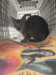 Shelter Stray Unknown Cat last seen Near BLOCK SHERIDAN ST, HOLLYWOOD FL 33024, 2400 SW 42nd St, Fort Lauderdale, FL 33312, USA