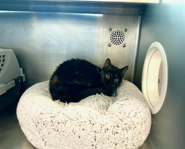 Shelter Stray Female Cat last seen JAMAICA PLAIN, 350 S Huntington Ave, Jamaica Plain, MA 02130, USA