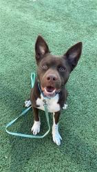 Shelter Stray Male Dog last seen Near BLOCK W SHAW AVE, FRESNO CA 93711 3203, 5277 E Airways Blvd, Fresno, CA 93727, USA