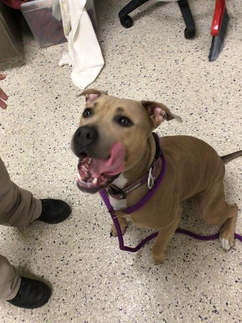 Shelter Stray Female Dog last seen 55TH AND RARITAN, 12155 Park Blvd, Brighton, CO 80601, USA