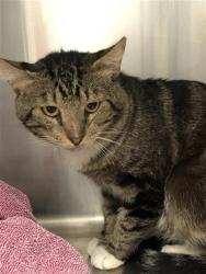 Shelter Stray Male Cat last seen Near BLOCK W SHAW AVE, FRESNO CA 93711 3213, 5277 E Airways Blvd, Fresno, CA 93727, USA