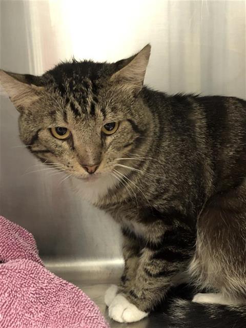 Shelter Stray Male Cat last seen Near BLOCK W SHAW AVE, FRESNO CA 93711 3213, 5277 E Airways Blvd, Fresno, CA 93727, USA
