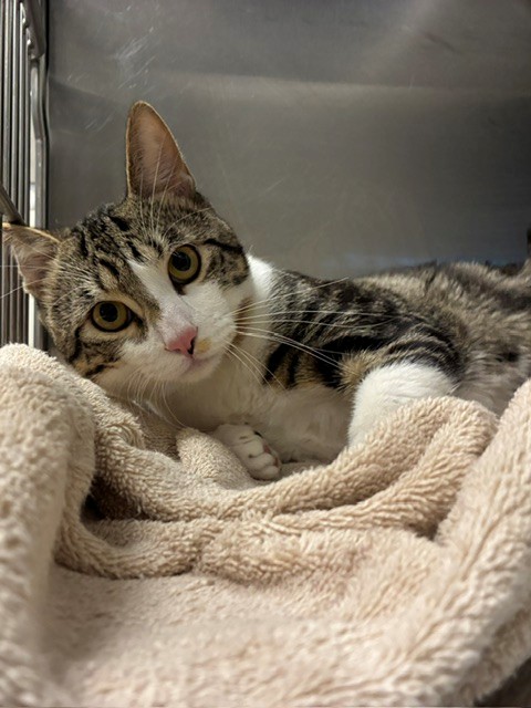 Shelter Stray Male Cat last seen Near BLOCK BELLAIRE CIR, 12155 Park Blvd, Brighton, CO 80601, USA