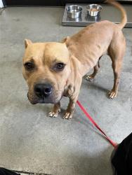 Shelter Stray Male Dog last seen Near BLOCK N DANTE AVE 93722, 5277 E Airways Blvd, Fresno, CA 93727, USA