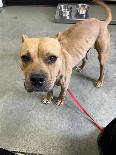 Shelter Stray Male Dog last seen Near BLOCK N DANTE AVE 93722, 5277 E Airways Blvd, Fresno, CA 93727, USA