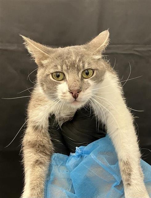 Shelter Stray Male Cat last seen Near BLOCK E FOUNTAIN WAY, FRESNO CA 93726 7308, 5277 E Airways Blvd, Fresno, CA 93727, USA