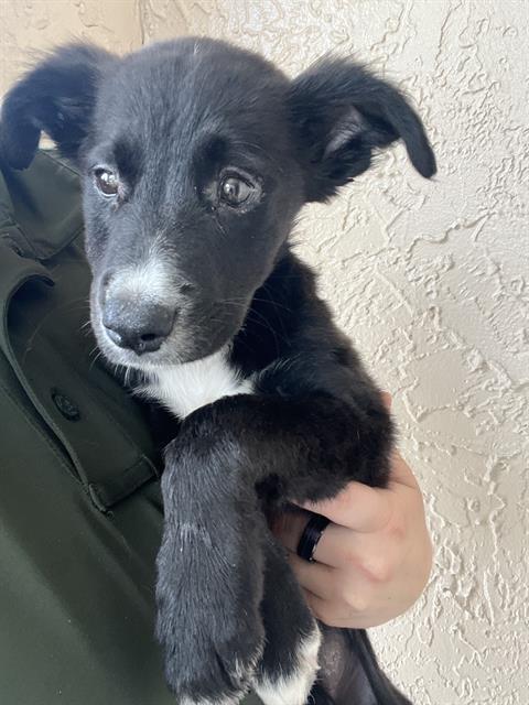 Shelter Stray Female Dog last seen US HWY 19 & WINDSOR MILL RD, 19640 Dogpatch Ln, Land O' Lakes, FL 34638, USA