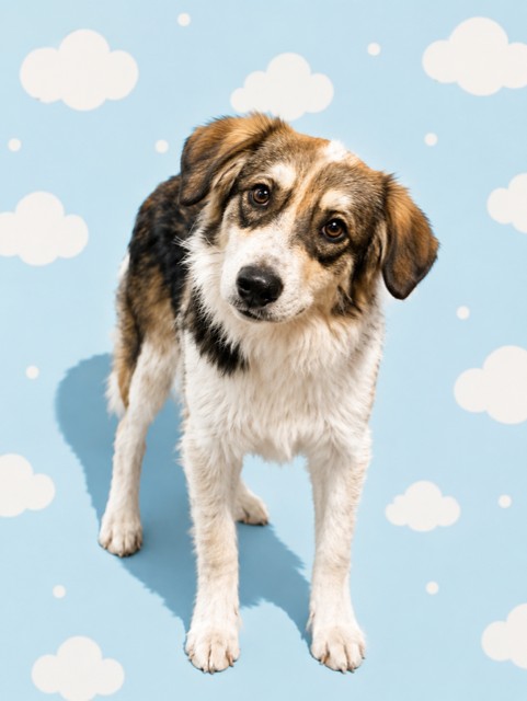Shelter Stray Male Dog last seen Near BLOCK W 27TH ST, 2020 Forest St, Jacksonville, FL 32204, USA