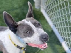 Shelter Stray Female Dog last seen , 3201 Lacy St, Los Angeles, CA 90031, USA