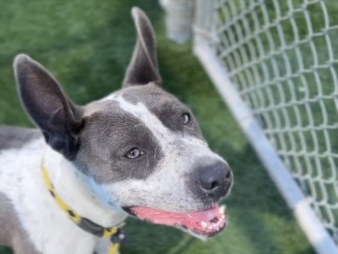 Shelter Stray Female Dog last seen , 3201 Lacy St, Los Angeles, CA 90031, USA