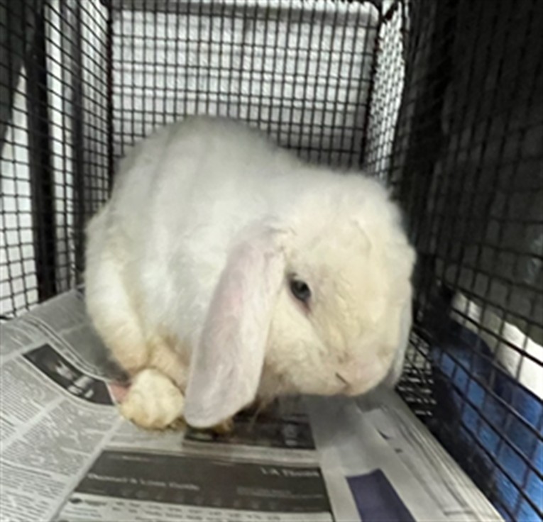 Shelter Stray Male Other last seen , 3201 Lacy St, Los Angeles, CA 90031, USA