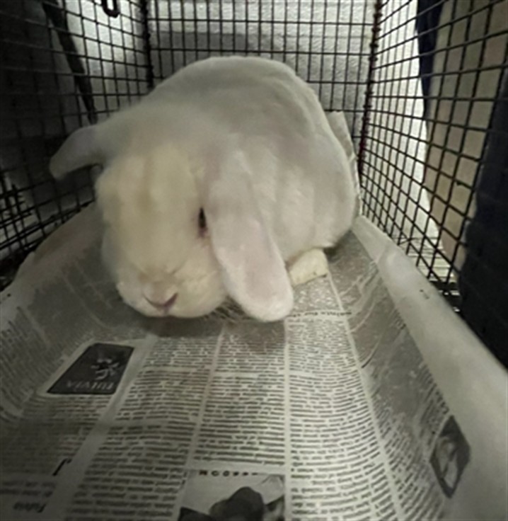 Shelter Stray Female Other last seen , 3201 Lacy St, Los Angeles, CA 90031, USA