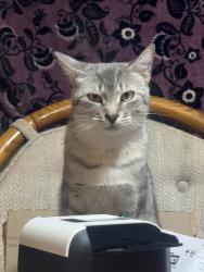 Lost Female Cat last seen Near Prairie Ridge Trail, Pflugerville, TX 78660