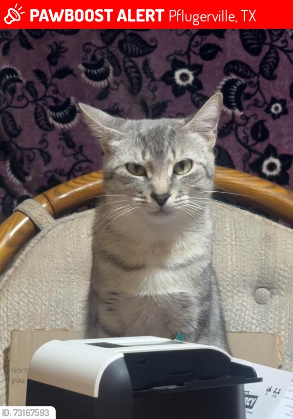 Lost Female Cat last seen Near Prairie Ridge Trail, Pflugerville, TX 78660