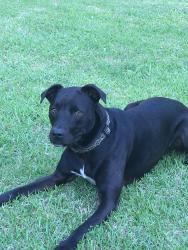 Lost Male Dog last seen Sidbury Road and Buck Drive, Castle Hayne, NC 28429