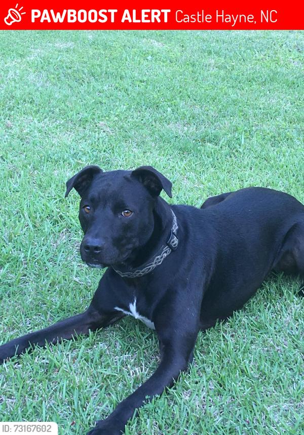 Lost Male Dog last seen Sidbury Road and Buck Drive, Castle Hayne, NC 28429