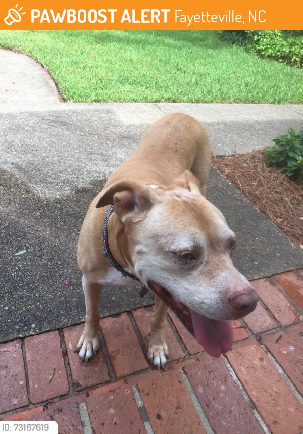 Found/Stray Female Dog last seen Circle drive Fayetteville Nc, Fayetteville, NC 28305