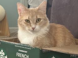 Lost Female Cat last seen Cypress Dr. & Trinity Dr. Covington 30016, Newton County, GA 30016