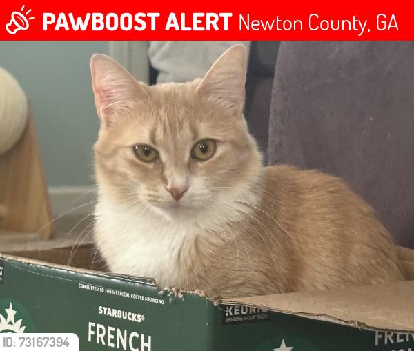 Lost Female Cat last seen Cypress Dr. & Trinity Dr. Covington 30016, Newton County, GA 30016