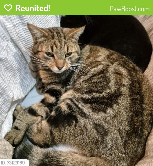 Reunited Male Cat last seen Orangefield Crescent, Belfast, Northern Ireland 
